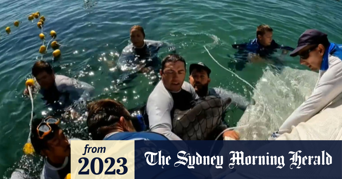 Video Dolphin released back into the ocean after getting tangled in